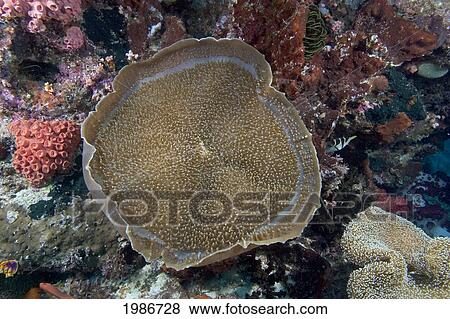 Stock Photo - Close-up of Corallimorpharian (Amplexidiscus Fenestrafer); Indonesia. Fotosearch
