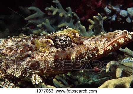 Close-up of Crocodile Fish Head (Cociella Crocodila); Solomon Islands View Large Photo Image Stock Image - Close-up of Crocodile Fish Head (Cociella Crocodila); Solomon Islands. Fotosearch