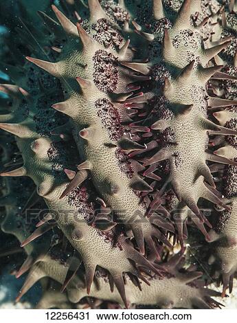 Stock Image - Close up of crown-of-thorns sea star (Acanthaster planci) arms, near Kona; Island of Hawaii, Hawaii, United States of America. Fotosearch