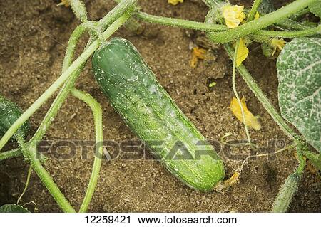 Stock Image - Close up of cucumber growing in cucumber field, near Federalsburg; Maryland, United States of America. Fotosearch