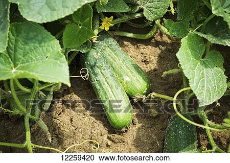 Close up of cucumbers growing in cucumber field, near Federalsburg; Maryland, United States of America View Large Photo Image Stock Image - Close up of cucumbers growing in cucumber field, near Federalsburg; Maryland, United States of America. Fotosearch