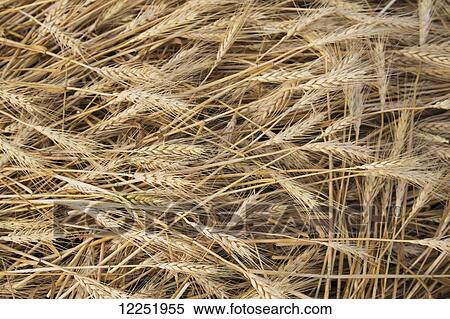 Close up of cut wheat laying down; Alberta, Canada View Large Photo Image Stock Photography - Close up of cut wheat laying down; Alberta, Canada. Fotosearch