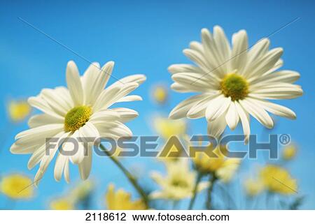 Stock Image - Close-Up Of Daisies Against A Blue Background. Fotosearch
