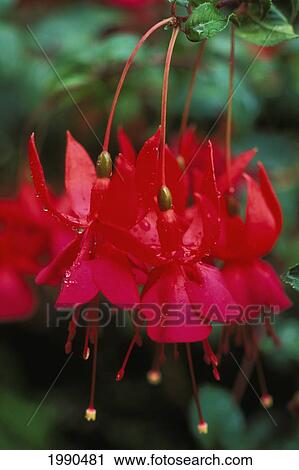 Close-Up Of Dark Pink Flowers Hanging On Tree Branch View Large Photo Image Stock Image - Close-Up Of Dark Pink Flowers Hanging On Tree Branch. Fotosearch