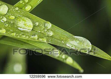Stock Photograph - Close up of Day Lily leaves (Hemerocallis fulva); Quebec, Canada. Fotosearch