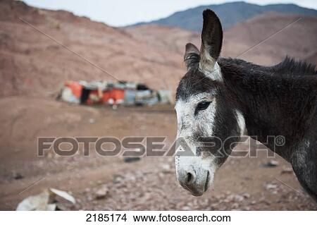 Close-Up Of Donkey Near Bedouin Encampment Near The Feynan Eco-Lodge In Jordan's Dana Reserve, Jordan, Middle East View Large Photo Image Picture - Close-Up Of Donkey Near Bedouin Encampment Near The Feynan Eco-Lodge In Jordan's Dana Reserve, Jordan, Middle East. Fotosearch