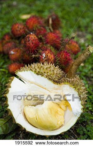 Unduh 9600 Gambar Durian Dan Rambutan Paling Bagus Gratis