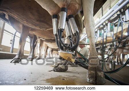 Stock Photo - Close up of equipment for milking cows at a dairy farm, near Long Green; Maryland, United States of America. Fotosearch