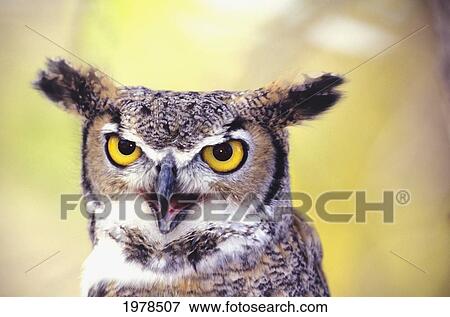 Close up of face of Great Horned Owl (Bubo Virginianus) View Large Photo Image Stock Photo - Close up of face of Great Horned Owl (Bubo Virginianus). Fotosearch