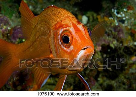 Stock Image - Close-Up Of Face, Tahitian Squirrelfish (Sargocentron Tiere). Fotosearch