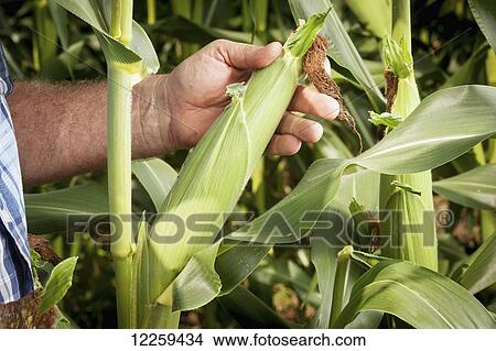 Picture - Close up of farmer inspecting an ear of corn; Port Republic, Maryland, United States of America. Fotosearch