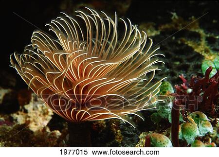 Close-Up Of Feather Duster Worm; Indonesia View Large Photo Image Stock Photography - Close-Up Of Feather Duster Worm; Indonesia. Fotosearch