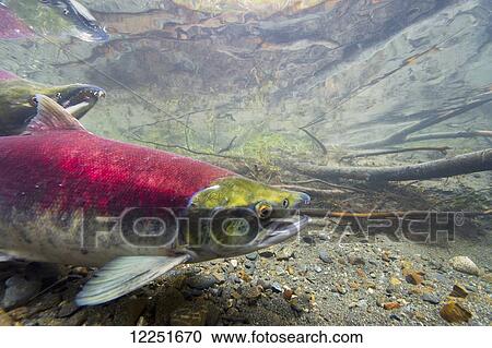 Stock Image - Close up of female sockeye salmon (Oncorhynchus nerka); Cordova, Alaska, United States of America. Fotosearch