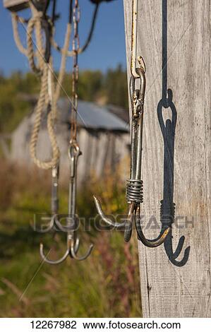 Stock Image - Close up of fishing hooks hanging from a drying shet, Shungnak, Arctic Alaska, Autumn. Fotosearch