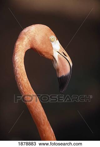 Close-Up Of Flamingo View Large Photo Image Stock Image - Close-Up Of Flamingo. Fotosearch