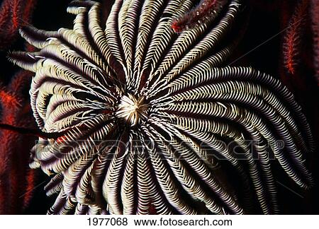 Close-Up of Flared Crinoid Open On Red Whip Coral; Solomon Islands View Large Photo Image Stock Photo - Close-Up of Flared Crinoid Open On Red Whip Coral; Solomon Islands. Fotosearch