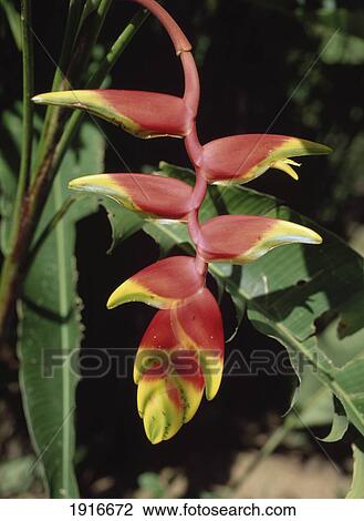 Stock Image - Close-Up Of Flower. Fotosearch