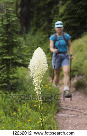 Close up of flowering bear grass with a female hiker with poles in the background on the trail; Waterton, Alberta, Canada View Large Photo Image Stock Image - Close up of flowering bear grass with a female hiker with poles in the background on the trail; Waterton, Alberta, Canada. Fotosearch