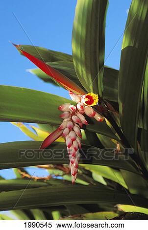 Stock Photography - Close-Up Of Flowering Ginger On Plant, Blue Skies In Background. Fotosearch