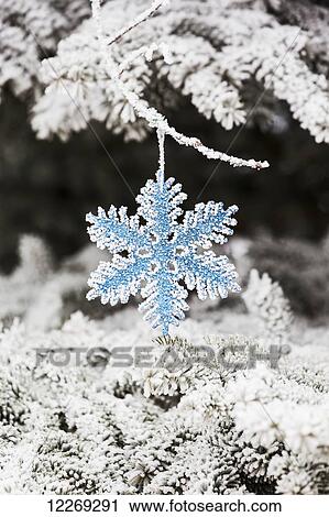 Close up of frosted covered Christmas ornament hanging on frosted covered evergreen tree branches; Calgary, Alberta, Canada View Large Photo Image Stock Image - Close up of frosted covered Christmas ornament hanging on frosted covered evergreen tree branches; Calgary, Alberta, Canada. Fotosearch