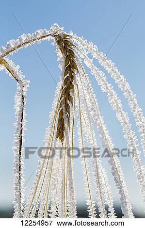 Stock Photo - Close up of frosted ripe barley and blue sky; Alberta, Canada. Fotosearch