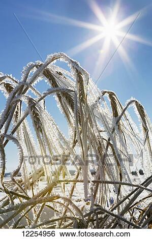 Stock Photograph - Close up of frosted ripe barley with sun burst and blue sky; Alberta, Canada. Fotosearch