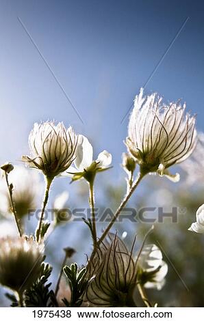 Close-Up Of Fuzzy White Flowers Reaching Toward Bright Sky View Large Photo Image Stock Photo - Close-Up Of Fuzzy White Flowers Reaching Toward Bright Sky. Fotosearch