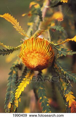 Close-Up Of Golden Dryandra Still On Plant View Large Photo Image Stock Photo - Close-Up Of Golden Dryandra Still On Plant. Fotosearch