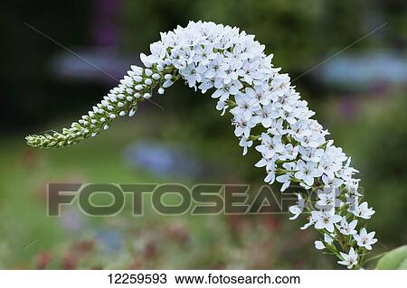 Close up of Gooseneck loosestrife (Lysimachia clethroides); Quebec, Canada View Large Photo Image Stock Image - Close up of Gooseneck loosestrife (Lysimachia clethroides); Quebec, Canada. Fotosearch