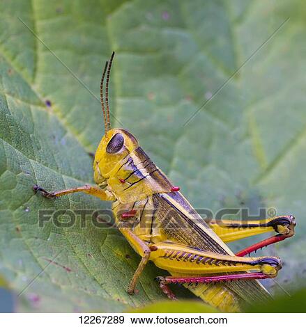 Close up of grasshopper on leaf; Ontario, Canada View Large Photo Image Stock Photo - Close up of grasshopper on leaf; Ontario, Canada. Fotosearch