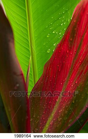 Picture - Close-Up Of Green And Red Ti Plants (Cordyline Terminalis). Fotosearch