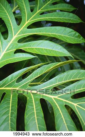 Close-Up Of Green Banana Leaves Of Breadfruit Plant. View Large Photo Image Stock Image - Close-Up Of Green Banana Leaves Of Breadfruit Plant.. Fotosearch