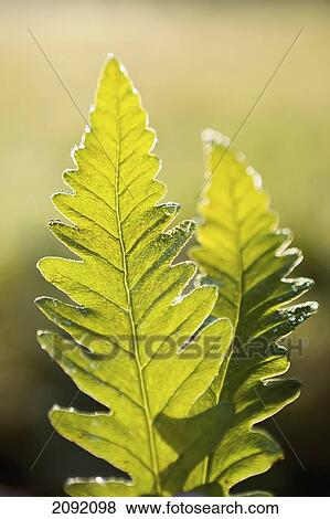 Close-Up Of Green Ferns; Saint-Remi-De-Tingwick Quebec Canada View Large Photo Image Stock Photo - Close-Up Of Green Ferns; Saint-Remi-De-Tingwick Quebec Canada. Fotosearch