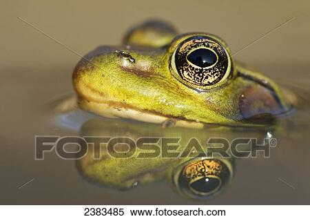 Close-up of green frog partially submerged in water; Vaudreuil, Quebec, Canada View Large Photo Image Stock Photography - Close-up of green frog partially submerged in water; Vaudreuil, Quebec, Canada. Fotosearch