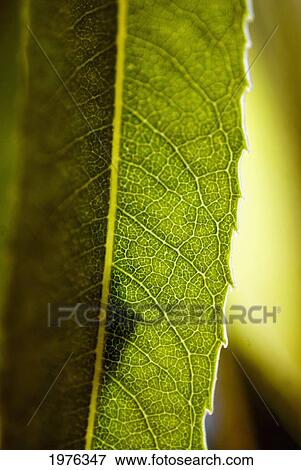 Stock Photo - Close-Up Of Green Leaf, Detail Of Veins.. Fotosearch