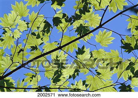 Close-Up Of Green Leaves On Maple Tree Against Blue Sky, Sunlight Creates Shadows View Large Photo Image Stock Image - Close-Up Of Green Leaves On Maple Tree Against Blue Sky, Sunlight Creates Shadows. Fotosearch
