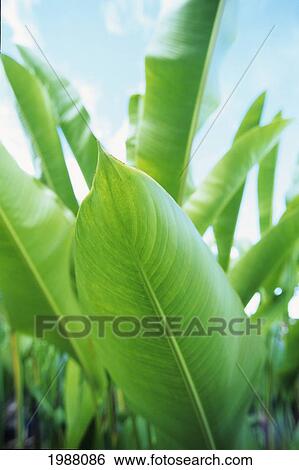 Stock Photograph - Close-Up Of Green Leaves With Soft Blue Sky Behind. Fotosearch