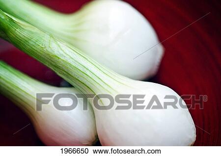 Close-Up Of Green Onion Bulbs. View Large Photo Image Stock Image - Close-Up Of Green Onion Bulbs.. Fotosearch