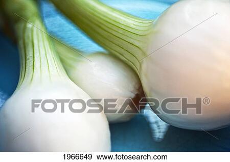 Stock Photo - Close-Up Of Green Onion Bulbs.. Fotosearch