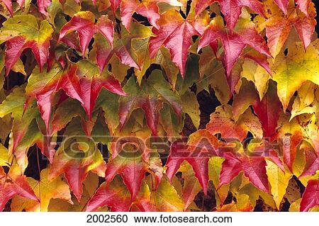 Stock Image - Close-Up Of Group Of Fall Colored Ivy Growing Together. Fotosearch