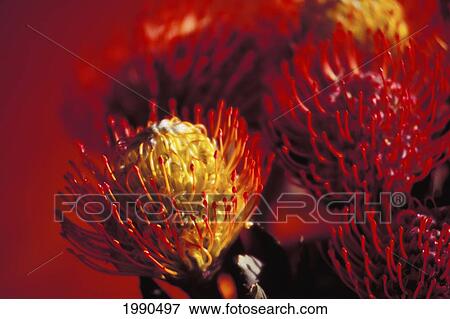 Close-Up Of Group Of Red Sunburst Pincushion Protea View Large Photo Image Stock Photo - Close-Up Of Group Of Red Sunburst Pincushion Protea. Fotosearch