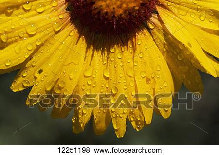 Close up of half of a brown eyed susan with water droplets on petals; Calgary, Alberta, Canada View Large Photo Image Stock Photo - Close up of half of a brown eyed susan with water droplets on petals; Calgary, Alberta, Canada. Fotosearch