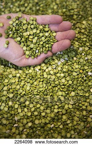 Close-Up Of Hand Holding Split Peas; Portage La Prairie Manitoba Canada View Large Photo Image Stock Photo - Close-Up Of Hand Holding Split Peas; Portage La Prairie Manitoba Canada. Fotosearch