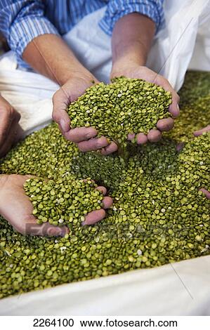Stock Image - Close-Up Of Hands Holding Split Peas; Portage La Prairie Manitoba Canada. Fotosearch