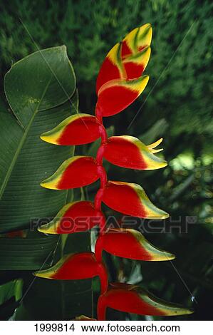 Picture - Close-Up Of Hanging Heliconia On Plant, Green Blurry Background C1663. Fotosearch