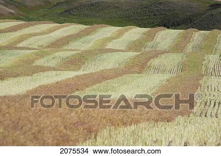 Picture - Close Up Of Harvest Lines Of A Cut Canola Field In Rolling Hills; Alberta Canada. Fotosearch