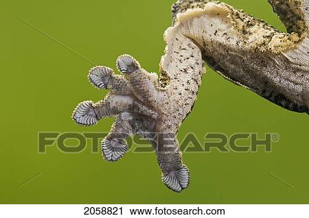 Close-Up Of Henkel's Leaf-Tailed Gecko (Uroplatus Henkeli) Underside Of Foot Adhering To Glass Thanks To Setae (Hair-Like Structures) On Their Toepads. View Large Photo Image Stock Image - Close-Up Of Henkel's Leaf-Tailed Gecko (Uroplatus Henkeli) Underside Of Foot Adhering To Glass Thanks To Setae (Hair-Like Structures) On Their Toepads.. Fotosearch