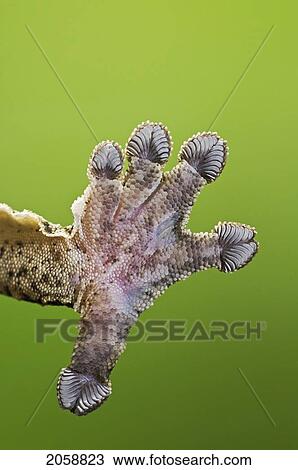 Stock Image - Close-Up Of Henkel's Leaf-Tailed Gecko (Uroplatus Henkeli) Underside Of Foot Adhering To Glass Thanks To Setae (Hair-Like Structures) On Their Toepads.. Fotosearch