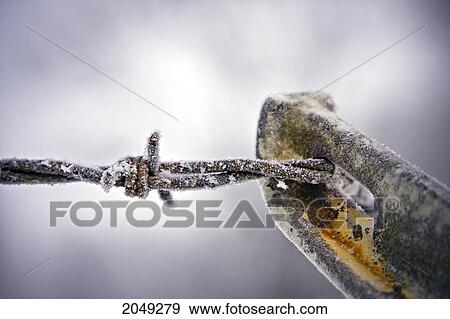 Stock Photo - Close Up Of Hoar Frost On Metal Chain Link Fence And Barbed Wire, Winnipeg, Manitoba. Fotosearch