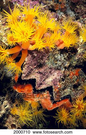 Stock Image - Close-Up Of Honeycomb Coral (Hyotissa Lyotis) And Tube Coral (Tubastrea Faulkneri). Fotosearch